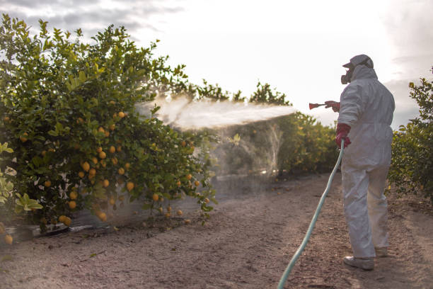 Best Pest Control for Homes  in Camp Swift, TX